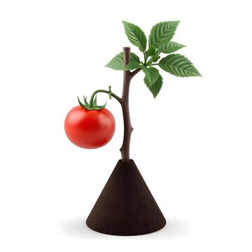A single tomato plant with a large red tomato on a small brown stem growing out of a dark brown soil cone on transparent background