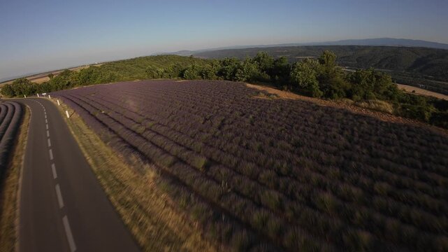 champs de lavande - plateau de Valensole sud de la France