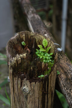古くなって朽ちている細い丸太に育つ植物