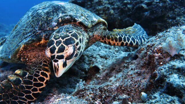 Hawksbill sea turtle resting on a tropical reef in Mauritius. Underwater wildlife footage highlighting marine conservation, biodiversity, and endangered species in a natural ocean habitat.