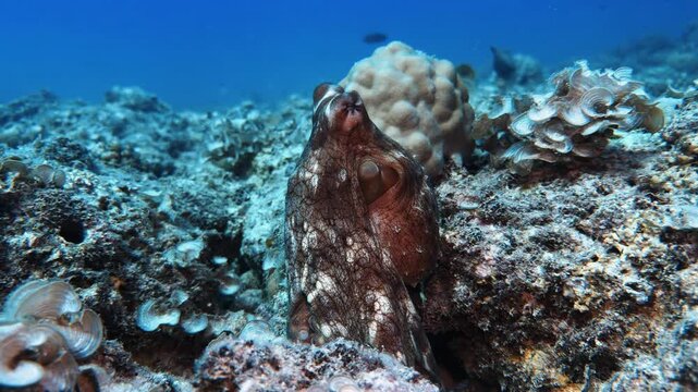 Octopus partially hidden among coral and rocks on a reef in Mauritius. Underwater wildlife footage captures camouflage, marine biodiversity, and natural ocean behavior.