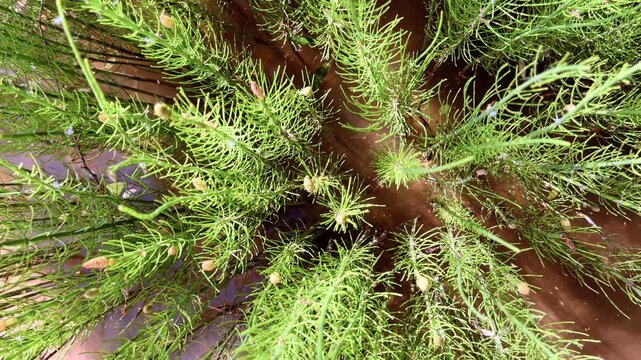 Top-down view of water horsetail plant with radiating green branches growing in a river