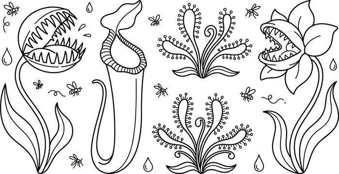 Carnivorous Plants Collection Featuring Venus Flytrap and Pitcher Plant with Swarming Insects for Educational Coloring Books and Nature Vector Graphics