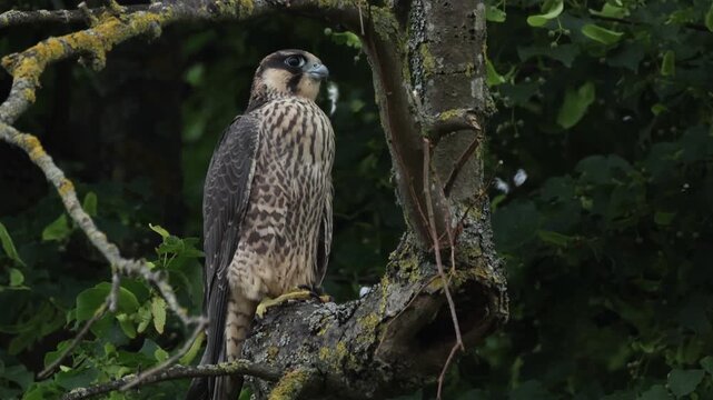 A recently fledged cute baby Peregrine Falcon, Falco peregrinus, perching in a tree.