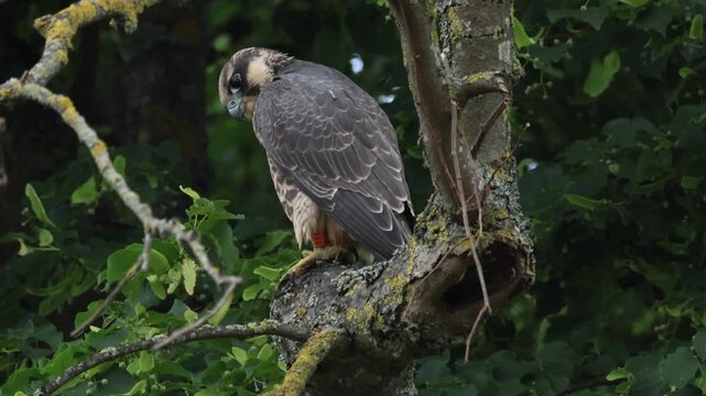 A recently fledged cute baby Peregrine Falcon, Falco peregrinus, perching in a tree.