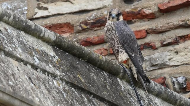 A cute baby Peregrine Falcon, Falco peregrinus, perching high up on a Catherdral roof close to the nest.