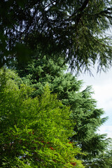 Fototapeta premium 公園の新緑の樹木