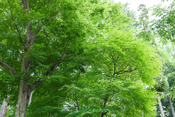 Fototapeta premium 公園の新緑の樹木