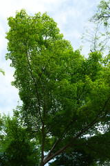 Fototapeta premium 公園の新緑の樹木