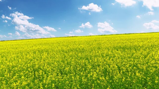Vast Yellow Rapeseed Field Under Blue Sky