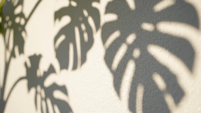 Monstera Deliciosa leaf shadows dance across textured wall in warm sunlight creating tranquil artistic backdrop