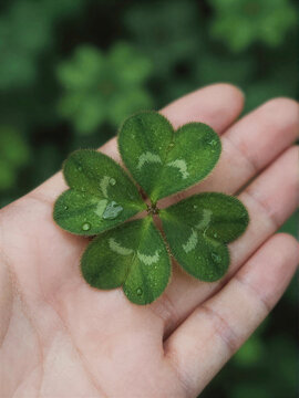Velvety Lucky Clover Macro Glow