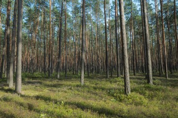 Obraz premium Sunlit pine forest landscape with tall evergreen trees and natural woodland ecosystem