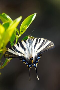 Swallowtail Butterfly Perched on Green Leaves