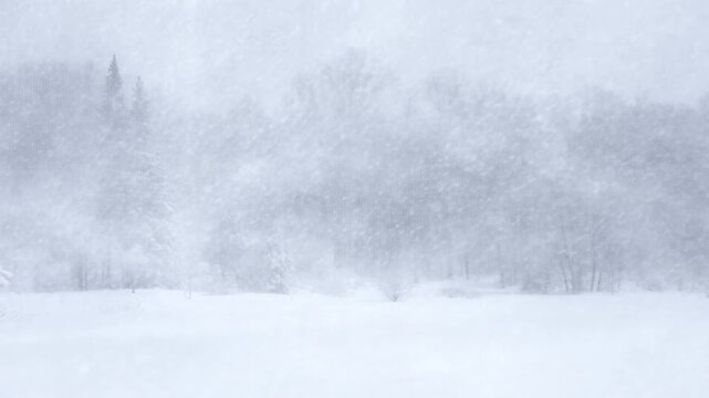Static shot of snowstorm sweeping across forest and open field in heavy winter snowfall