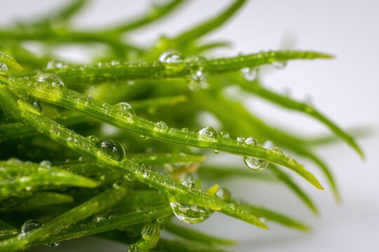 Extreme Macro of Needle Like Pipicha Leaves with Fresh Water Droplets