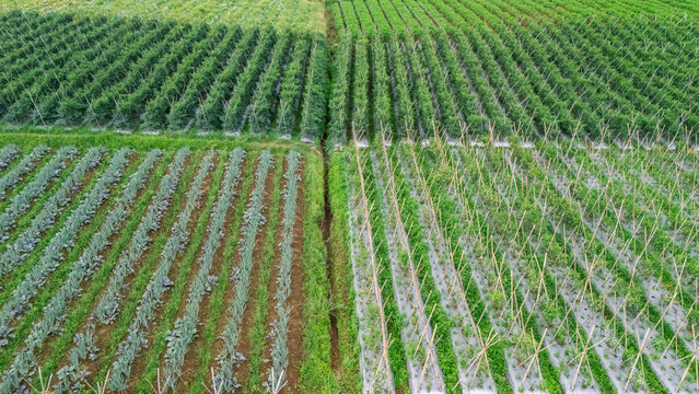 Aerial view of lush agricultural fields with organized rows of crops, bamboo support structures, and a central irrigation ditch in West Java, Indonesia.