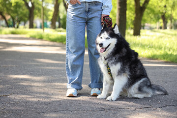 Person standing with husky dog on leash in park © Pixel-Shot