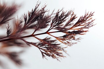 Fototapeta premium Bronze Fennel Feathery Sprig Extreme Macro with Copper Purple Needles and Dew on White