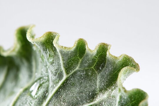 Chenopodium Album Leaf Macro Showing Dusty White Coating and Wavy Edges on White Background