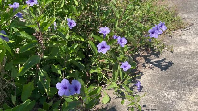 Beautiful Purple Ruellia Simplex Flowers Blooming Outdoors