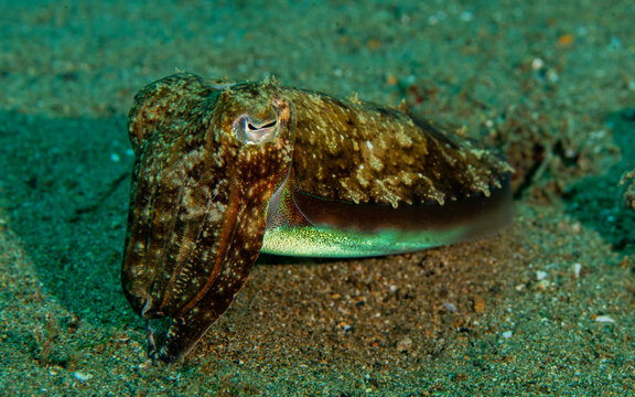 Pharaoh cuttlefish resting on sandy seabed in Anilao Philippines