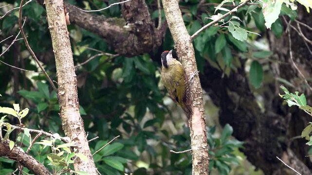 Male Scaly-bellied Woodpecker Clinging to a Tree Trunk in a Forest (4K)