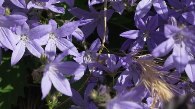 Bee flower pollination, flying insect collects nectar from purple bellflowers in summer garden, vibrant nature close up footage for natural projects