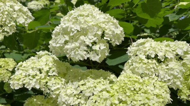 A clump of hydrangeas with lush white flowers sways in the wind on a bright, sunny summer day. Beauty in nature