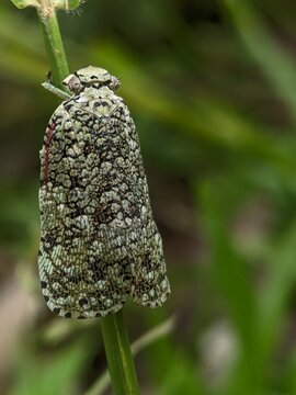 Camouflaged moth perched on green stem with textured wings blending naturally into foliage background.