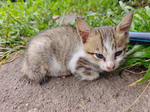 cat on the grass. Adorable kitten with striped fur and blue eyes resting on dirt ground beside green grass in natural outdoor setting.