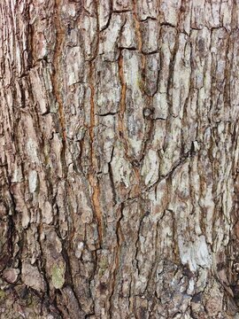 bark of a tree. Detailed close-up of textured tree bark surface, highlighting natural cracks, ridges and ecological patterns in earthy tones