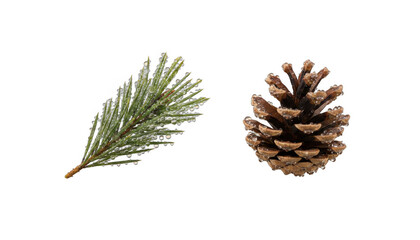 Fototapeta premium Fresh Pine Needle Branch and Brown Pine Cone with Dew