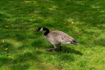 Canada goose walking on green grass with small yellow dandelions in a sunny park. © Ana