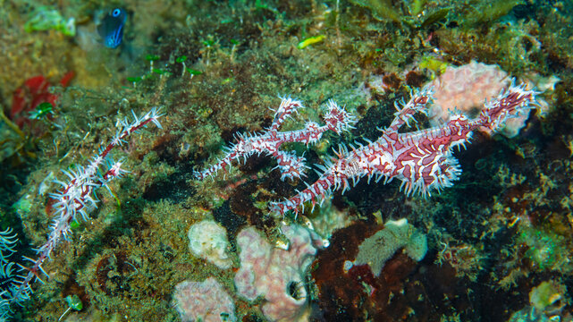 Ornate harlequin ghost pipefish camouflaged among coral reef in Anilao Philippines