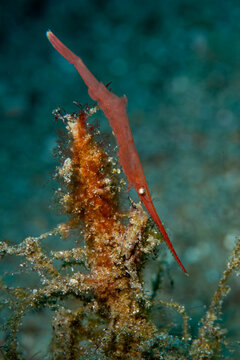 Ocellated Tozeuma Shrimp Camouflaged Among Sawblade Algae in Anilao Philippines
