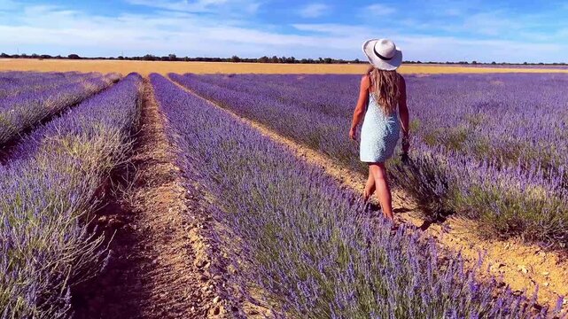 Back view of young woman in dress and straw hat walking through blooming purple lavender field, Tiedra in Spain