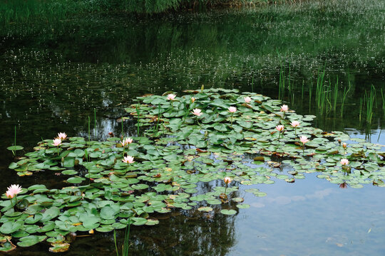 Pink water lilies on a calm pond