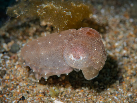 Broadclub Cuttlefish Resting on Sandy Seafloor in Anilao Philippines