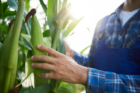Close-up of farmer at cornfield examining maize plants