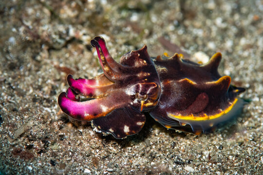 Flamboyant cuttlefish displaying vibrant colors on sandy seafloor in Anilao Philippines