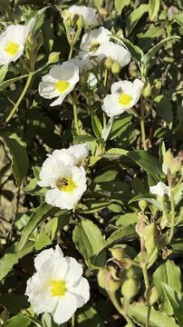 Vertical nature footage of a busy bee on a wild white rockrose blooming.