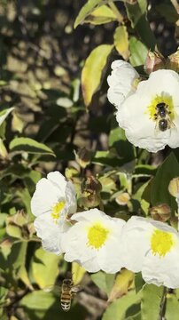 Vertical macro shot of an insect collecting nectar from a white rock rose.