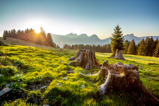 Tree stumps illuminated by setting sun