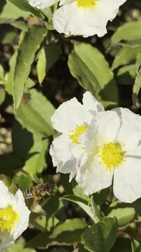 Honeybee gathering pollen on the yellow center of a white rock rose vertical.