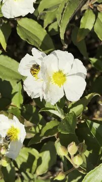 Close detail of honeybee pollinating a white cistus bush in spring vertical.