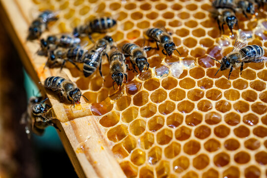 Close up of honey bees working on a honeycomb producing honey