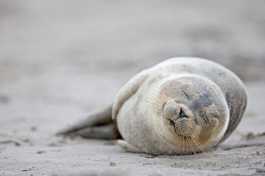 Germany, Schleswig-Holstein, Helgoland, Duene Island, harbour seal pup (Phoca vitulina) sleeping on the beach