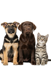 Naklejka premium Extreme close-up portrait of a groomed german shepherd mix puppy, a chocolate labrador puppy, and a striped tabby kitten seated against a transparent studio background, high-key lighting, concept of