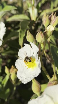 Vertical video of honeybee collecting pollen from a white rockrose flower.
